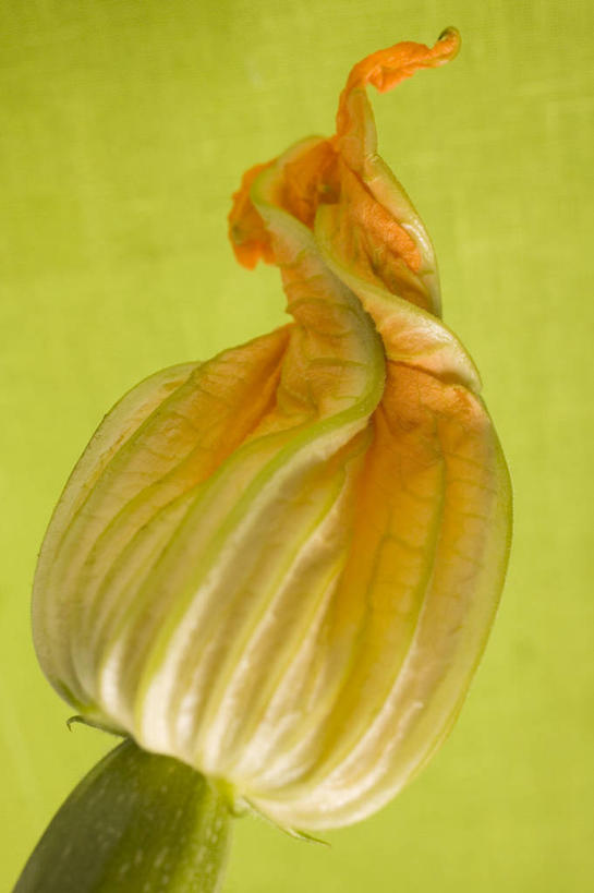 无人,竖图,俯视,室内,特写,白天,餐桌,桌子,蔬菜,绿色背景,阴影,新鲜,反射,影子,食品,西葫芦,食物,一个,白瓜,摄影,有机食品,绿色食品,影棚,单个,餐台,茭瓜,彩图,高角度拍摄,影棚拍摄,拍摄