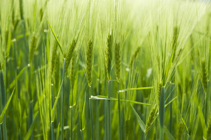 无人,农田,横图,俯视,室外,特写,白天,庄稼,农作物,美景,阴影,朦胧,模糊,新鲜,光线,影子,景观,麦田,绿色,阳光,自然,景色,青春,生命,自然风光,和平,安详,冷色,彩图,高角度拍摄,耕地,庄稼田