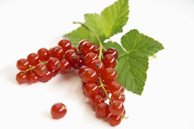 无人,横图,俯视,室内,特写,白天,白色背景,植物,餐桌,桌子,浆果,水果,叶子,阴影,新鲜,反射,纹理,影子,灯笼果,生食,食品,果实,绿叶,两串,食物,红色,绿色,嫩叶,摄影,有机食品,绿色食品,影棚,餐台,红醋栗,肌理,叶,叶片,叶脉,醋栗,彩图,高角度拍摄,影棚拍摄,拍摄