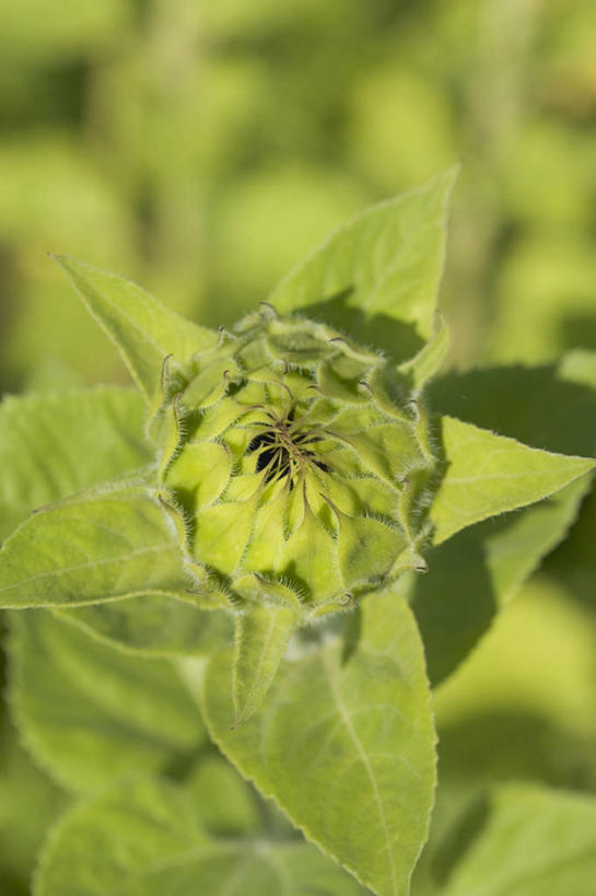 无人,竖图,俯视,室外,特写,白天,爱情,幸福,美景,太阳,植物,向日葵,叶子,阴影,朦胧,模糊,光线,纹理,影子,景观,绿叶,绿色,阳光,自然,嫩叶,景色,自然风光,光辉,沉默,忠诚,肌理,勇敢,投缘,爱慕,高傲,朝阳花,葵花,望日莲,向阳花,转日莲,叶,叶片,叶脉,彩图,高角度拍摄