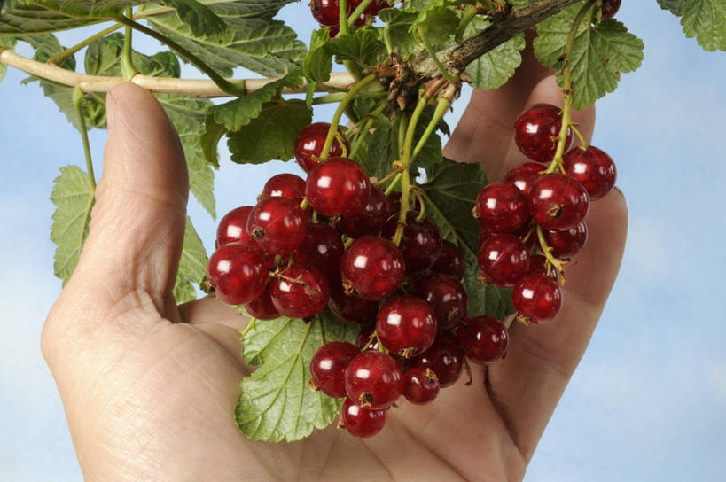 西方人,手,一个人,横图,室内,特写,白天,正面,植物,浆果,水果,叶子,欧洲,欧洲人,仅一个男性,仅一个人,握,阴影,蓝色背景,新鲜,反射,纹理,影子,灯笼果,生食,食品,果实,绿叶,枝条,树,树木,树枝,食物,仅一个年轻男性,红色,绿色,手部,嫩叶,握着,摄影,有机食品,绿色食品,影棚,单手,红醋栗,肌理,虬枝,枝杈,男人,男性,年轻男性,白种人,叶,叶片,叶脉,醋栗,半身,彩图,影棚拍摄,拍摄