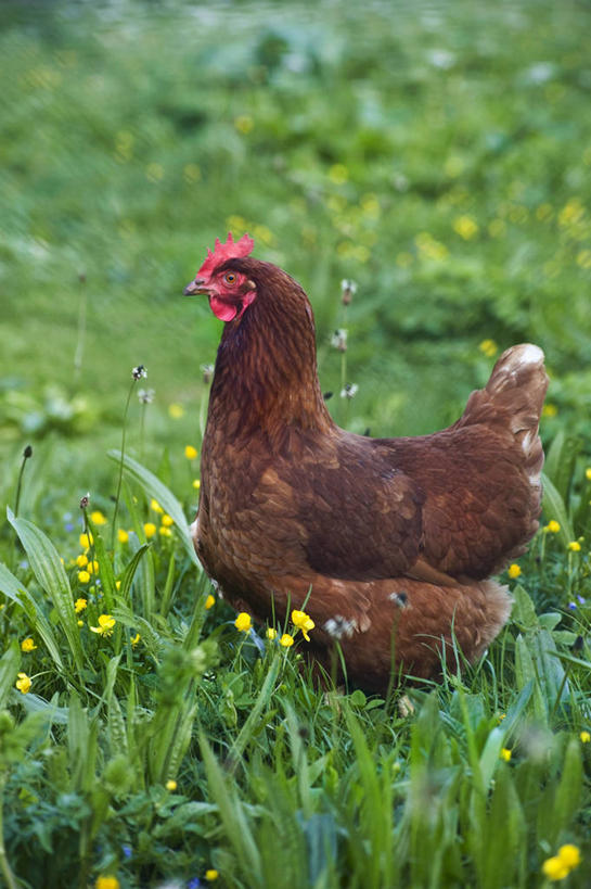 无人,站,竖图,室内,白天,侧面,草地,草坪,花海,花圃,美景,植物,鸡,叶子,阴影,朦胧,模糊,盛开,光线,影子,景观,花蕾,注视,家禽,草,花,花瓣,花朵,花卉,鲜花,一只,绿色,阳光,自然,动物,花丛,花束,花田,花苞,花蕊,观察,看,站着,景色,牲畜,观看,察看,关注,自然风光,站立,彩图,全身