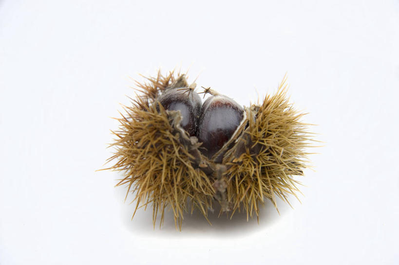 无人,横图,俯视,室内,特写,白天,白色背景,餐桌,桌子,阴影,反射,影子,板栗,栗子,坚果,毛栗子,一个,打开,摄影,影棚,单个,餐台,开启,毛栗,栗果,栗楔,彩图,高角度拍摄,影棚拍摄,拍摄