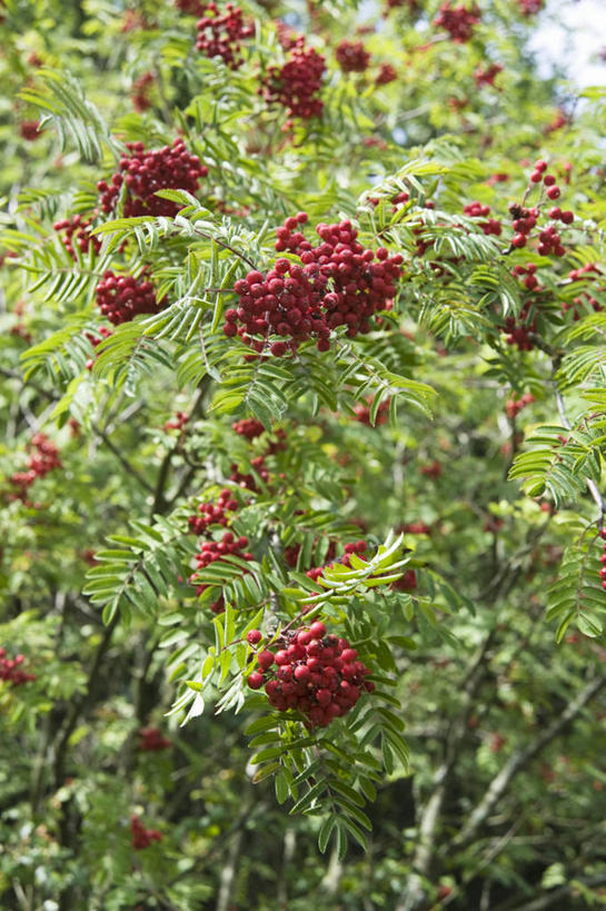 无人,竖图,室外,特写,白天,正面,美景,植物,浆果,水果,阴影,新鲜,光线,影子,景观,生食,食品,果实,枝条,树,树木,树枝,食物,阳光,自然,景色,忧伤,有机食品,绿色食品,美好,自然风光,善良,痛苦,忠诚,花楸,红果臭山槐,虬枝,枝杈,百华花楸,马加木,彩图,哭泣