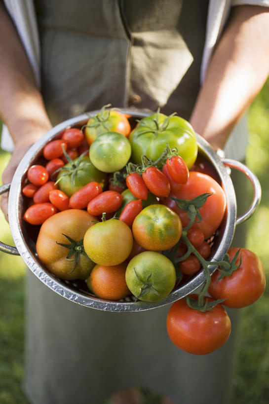 西方人,手,一个人,站,捧,竖图,俯视,室外,特写,白天,烹饪,蔬菜,西红柿,厨具,金属制品,欧洲,欧洲人,双手,仅一个年轻女性,仅一个女性,仅一个人,一堆,许多,阴影,堆叠,堆积,服装,丰富,丰收,朦胧,模糊,新鲜,光线,金属,锅子,影子,食品,丰盛,休闲装,锅,食物,一个,衣服,红色,绿色,阳光,站着,休闲,手部,休闲服,服饰,有机食品,绿色食品,单个,锅具,堆,烹饪用具,丰登,丰硕,年轻女性,女人,女性,白种人,烹调用具,番茄,端,端着,烹调,捧着,手捧,站立,半身,彩图,高角度拍摄