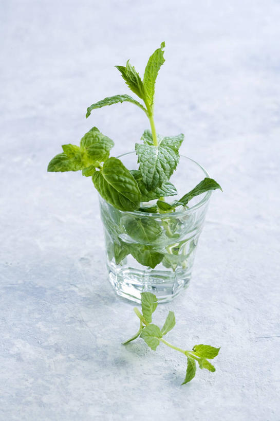 无人,竖图,俯视,室内,特写,白天,白色背景,餐桌,桌子,杯子,叶子,阴影,反射,影子,调味,香料,佐料,薄荷,绿叶,银丹草,玻璃制品,一个,水杯,嫩叶,摄影,影棚,单个,餐台,配料,作料,斑叶凤梨薄荷,苹果薄荷,夜息香,叶,叶片,玻璃杯,彩图,高角度拍摄,影棚拍摄,拍摄