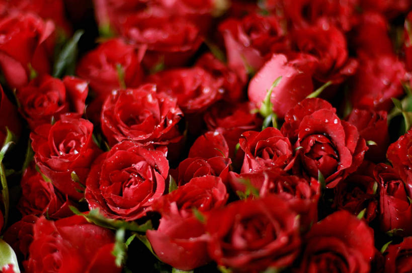 无人,横图,俯视,室内,特写,白天,爱情,兴奋,幸福,纯洁,热情,玫瑰,阴影,朦胧,模糊,反射,影子,玫瑰花,开放,浪漫,红色,健康,温暖,温馨,奔放,恩爱,活力,积极,激情,朝气,暖色,吉祥,和睦,生命,感动,饱满,尊敬,革命,热烈,赤色,充实,斗志,喜气,主动,天真,刺玫花,徘徊花,彩图,高角度拍摄,欢乐,融洽