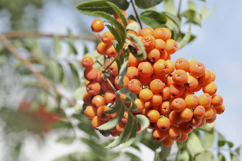 无人,横图,室外,特写,白天,仰视,美景,植物,水果,一堆,许多,阴影,堆叠,堆积,朦胧,模糊,新鲜,反射,影子,景观,生食,食品,果实,枝条,树,树木,树枝,食物,自然,景色,忧伤,有机食品,绿色食品,堆,美好,自然风光,善良,痛苦,忠诚,花楸,红果臭山槐,虬枝,枝杈,百华花楸,马加木,彩图,低角度拍摄,哭泣