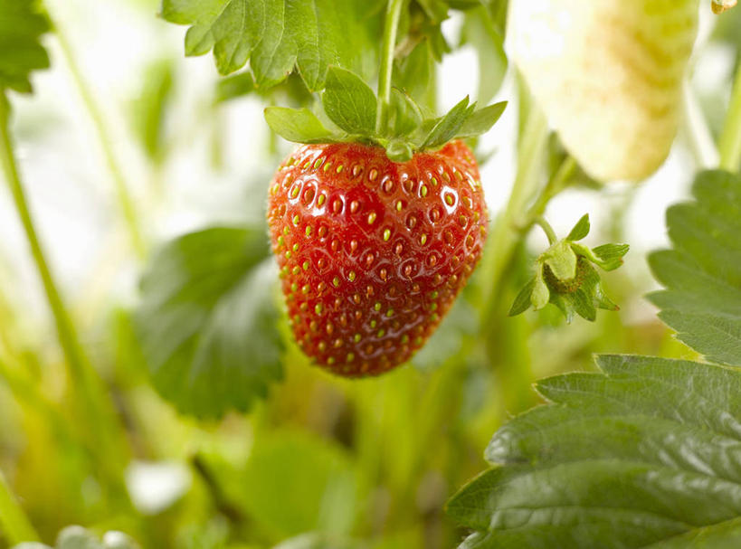 无人,横图,室外,特写,白天,正面,美景,植物,草莓,浆果,水果,叶子,阴影,朦胧,模糊,新鲜,反射,纹理,影子,景观,生食,食品,果实,绿叶,食物,一个,红色,绿色,自然,嫩叶,景色,有机食品,绿色食品,单个,自然风光,肌理,叶,叶片,叶脉,洋莓,水果皇后,红莓,地莓,彩图