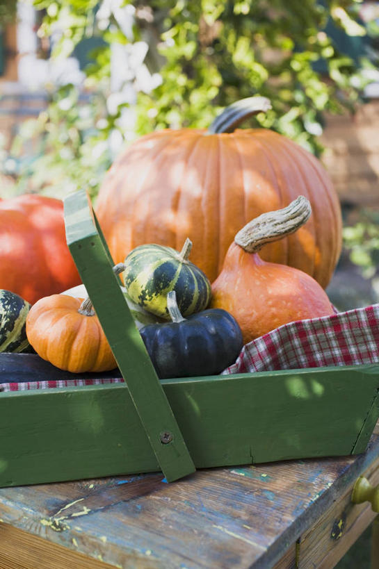 无人,交叉,竖图,俯视,室外,特写,白天,美景,植物,桌子,竹子,南瓜,蔬菜,一堆,许多,阴影,堆叠,堆积,竹制,朦胧,模糊,新鲜,编织,光线,布料,篮子,影子,景观,金瓜,食品,布纹,番瓜,桌布,树,树木,食物,绿色,阳光,自然,餐巾,竹篮,台布,景色,有机食品,绿色食品,生长,成长,竹条,堆,麦瓜,倭瓜,交织,竹制品,自然风光,穿插,彩图,高角度拍摄