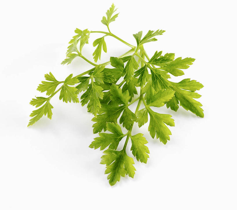 无人,横图,俯视,室内,特写,白天,白色背景,餐桌,桌子,芹菜,蔬菜,叶子,阴影,新鲜,反射,影子,食品,绿叶,食物,嫩叶,摄影,有机食品,绿色食品,荷兰芹,欧芹,香芹,影棚,餐台,法香,巴西利,洋香菜,洋芫荽,法国香菜,旱芹菜,番荽,叶,叶片,彩图,高角度拍摄,影棚拍摄,拍摄