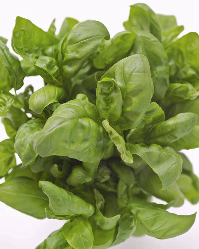 无人,竖图,俯视,室内,特写,白天,白色背景,植物,餐桌,桌子,叶子,阴影,反射,纹理,影子,香料,绿叶,草药,中药,绿色,香草,嫩叶,摄影,影棚,餐台,罗勒,紫苏,药材,中草药,九层塔,圣约瑟夫草,甜罗勒,兰香,中药材,本草,肌理,叶,叶片,叶脉,彩图,高角度拍摄,影棚拍摄,拍摄