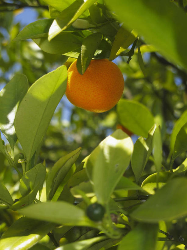 无人,竖图,室外,特写,白天,正面,美景,植物,柑橘,水果,叶子,吊挂,悬挂,阴影,朦胧,模糊,新鲜,光线,影子,景观,生食,食品,果实,果树,绿叶,挂,树,树木,食物,一个,绿色,阳光,自然,嫩叶,景色,有机食品,绿色食品,生长,单个,成长,自然风光,叶,叶片,橘子,桔子,橙子,橙,彩图