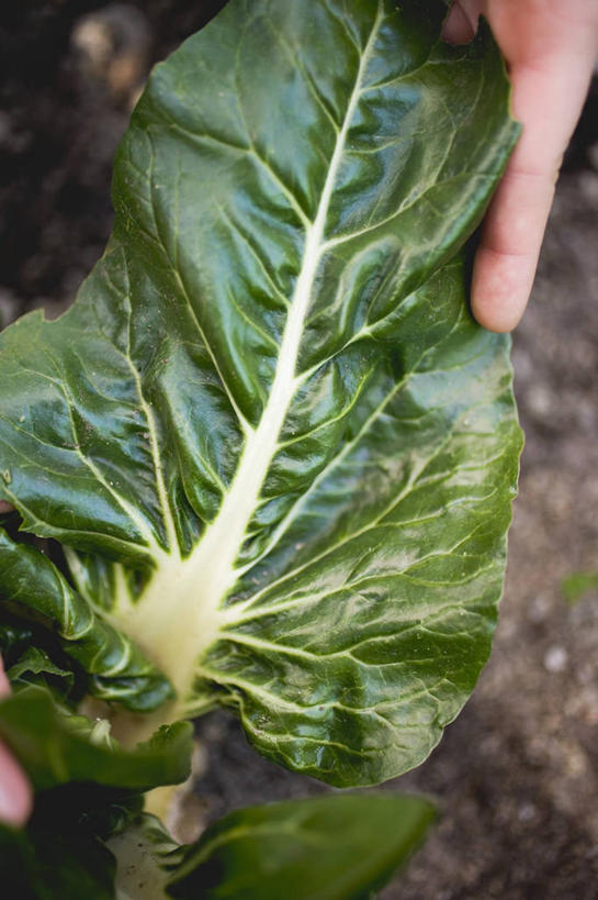 西方人,手,一个人,农田,捧,竖图,俯视,室外,特写,白天,庄稼,农作物,蔬菜,欧洲,欧洲人,仅一个年轻女性,仅一个女性,仅一个人,阴影,朦胧,模糊,新鲜,反射,影子,食品,甜菜,食物,手部,有机食品,绿色食品,单手,菾菜,年轻女性,女人,女性,白种人,端,端着,捧着,手捧,半身,彩图,高角度拍摄,耕地,庄稼田