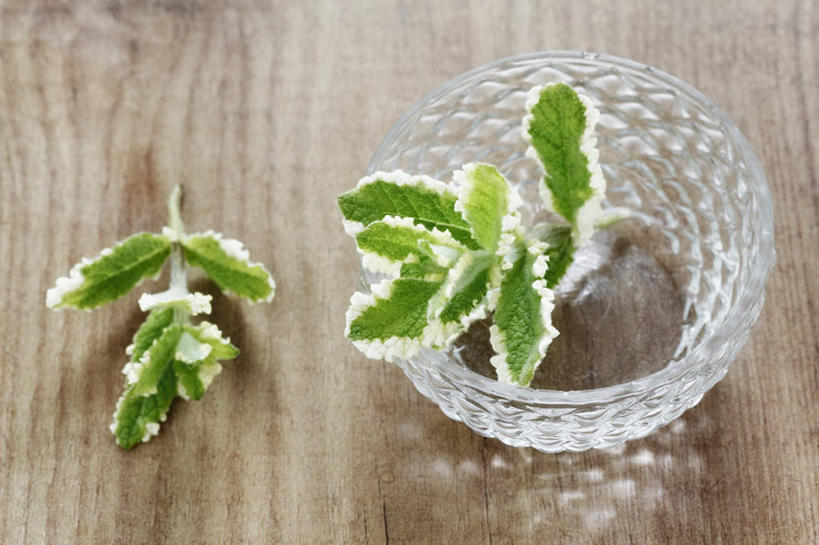 无人,横图,俯视,室内,特写,白天,桌面,桌子,叶子,玻璃,阴影,反射,木制,影子,薄荷,绿叶,银丹草,玻璃制品,一个,木制品,容器,碗,嫩叶,摄影,影棚,单个,储藏,储存,斑叶凤梨薄荷,苹果薄荷,夜息香,叶,叶片,彩图,高角度拍摄,影棚拍摄,拍摄,贮存