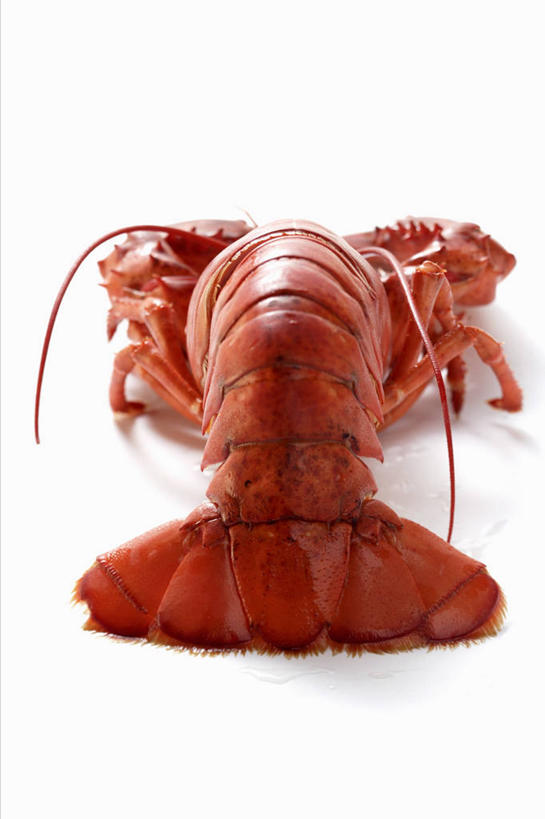 海鲜,龙虾,无人,竖图,俯视,室内,特写,白天,白色背景,桌面,桌子,阴影,反射,木制,影子,虾,水产,海洋生物,一个,木制品,摄影,影棚,单个,水生动物,海产品,水生物,海底动物,彩图,高角度拍摄,影棚拍摄,拍摄