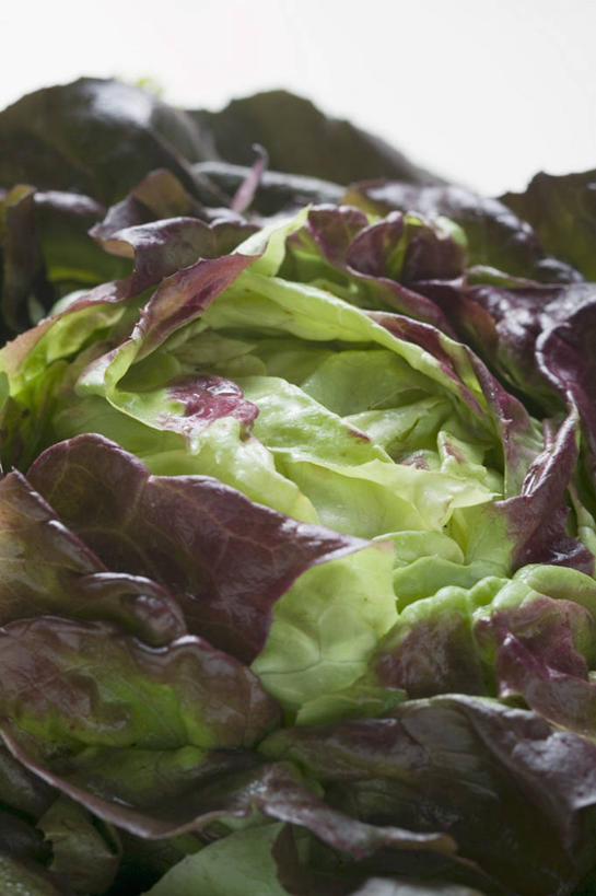 无人,竖图,俯视,室内,特写,白天,白色背景,蔬菜,叶子,阴影,新鲜,反射,纹路,纹理,影子,生菜,莴苣,食品,绿叶,食物,嫩叶,摄影,有机食品,绿色食品,影棚,肌理,春菜,鹅仔菜,莴仔菜,千金菜,叶用莴苣,叶,叶片,彩图,高角度拍摄,影棚拍摄,拍摄