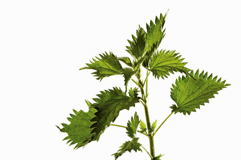 无人,横图,室内,特写,白天,白色背景,正面,植物,叶子,纹理,绿叶,草药,药草,中药,绿色,嫩叶,摄影,影棚,药材,中草药,荨麻,中药材,本草,肌理,防盗草,无情草,咬人草,咬人猫,叶,叶片,叶脉,彩图,影棚拍摄,拍摄