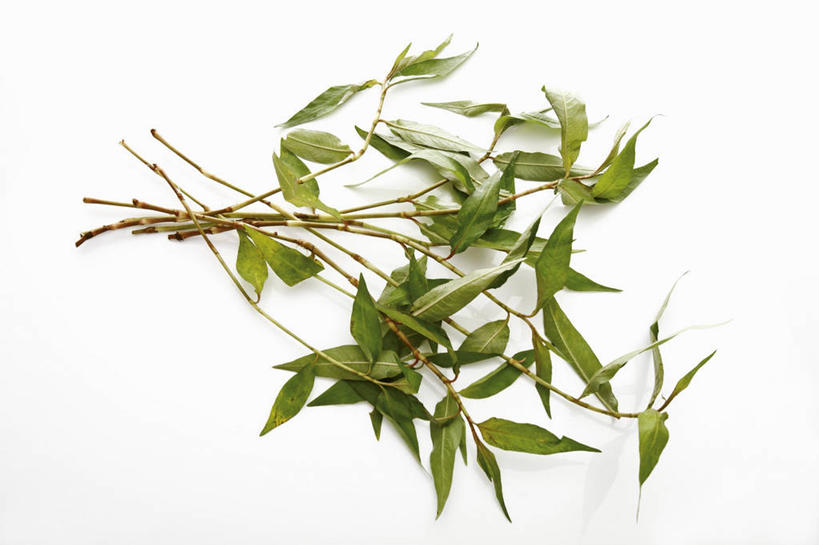 无人,横图,俯视,室内,特写,白天,白色背景,餐桌,桌子,蔬菜,叶子,阴影,新鲜,反射,影子,香菜,食品,绿叶,食物,嫩叶,摄影,有机食品,绿色食品,影棚,餐台,胡菜,香荽,原荽,园荽,芫荽,胡荽,莞荽,芫茜,芫蓿,莚葛草,莚荽菜,叶,叶片,彩图,高角度拍摄,影棚拍摄,拍摄,叻沙叶,越南香菜,越南芫荽