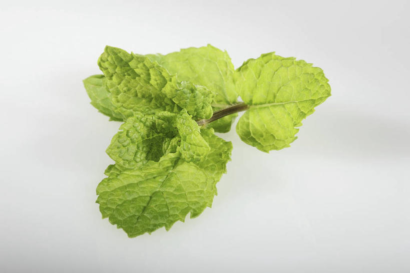 无人,横图,俯视,室内,特写,白天,白色背景,植物,餐桌,桌子,叶子,阴影,反射,纹理,影子,薄荷,绿叶,银丹草,绿色,嫩叶,摄影,影棚,餐台,肌理,斑叶凤梨薄荷,夜息香,胡椒薄荷,叶,叶片,叶脉,彩图,高角度拍摄,影棚拍摄,拍摄