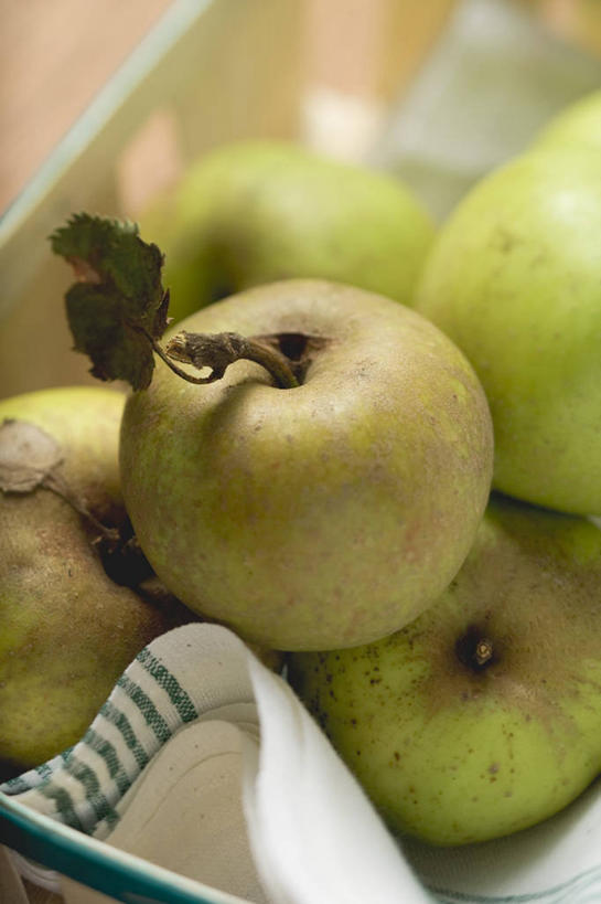 无人,竖图,俯视,室内,特写,白天,餐桌,桌子,苹果,水果,叶子,纺织品,一堆,许多,阴影,堆叠,堆积,朦胧,模糊,新鲜,反射,布,影子,生食,食品,果实,枯叶,落叶,织物,很多,抹布,食物,绿色,有机食品,绿色食品,餐台,堆,叶,叶片,彩图,高角度拍摄