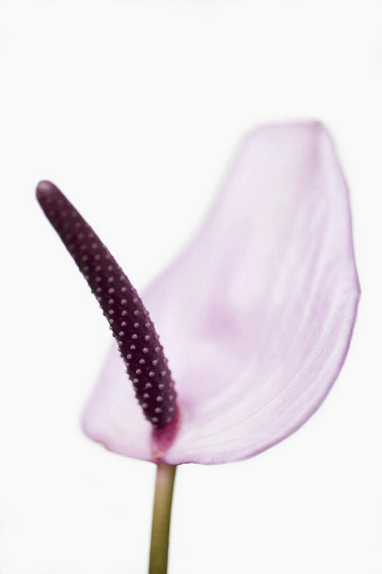 无人,竖图,室内,特写,白天,白色背景,正面,爱情,幸福,热情,餐桌,阴影,反射,粉红色,火鹤花,安祖花,粉红,浪漫,一朵,粉色,健康,可爱,摄影,活泼,影棚,青春,满足,红掌,花烛,甜美,时髦,温柔,纯真,红鹤芋,猪尾花,烛台花,蜡烛花,大展宏图,热血,彩图,影棚拍摄,拍摄