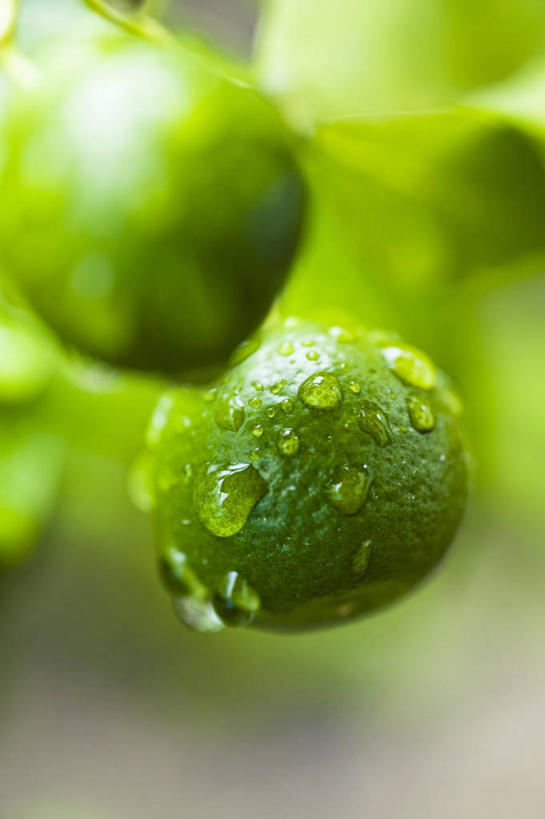 无人,竖图,室外,特写,白天,正面,水,露水,柑橘,水果,吊挂,悬挂,朦胧,模糊,新鲜,透明,液体,水滴,生食,食品,果实,挂,水珠,食物,两个,绿色,露珠,有机食品,绿色食品,生机,剔透,灵动,通明,橘子,桔子,橙子,橙,彩图,晶莹