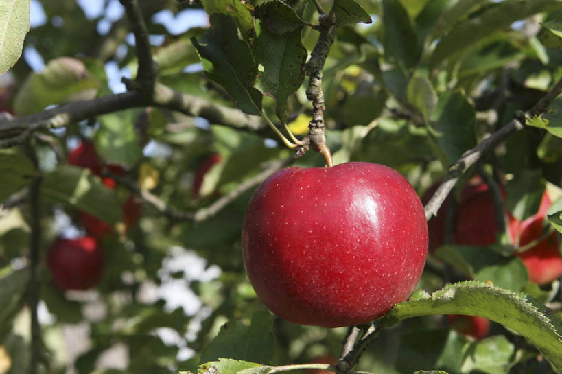 无人,果园,横图,室外,特写,白天,正面,美景,田园,植物,苹果,水果,叶子,吊挂,悬挂,阴影,朦胧,模糊,新鲜,光线,影子,景观,生食,食品,果实,果树,绿叶,枝条,挂,树,树木,树枝,食物,红色,绿色,阳光,自然,红苹果,嫩叶,景色,有机食品,绿色食品,生长,成长,自然风光,田庄,虬枝,枝杈,园子,叶,叶片,彩图