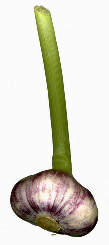 无人,竖图,俯视,室内,特写,白天,白色背景,餐桌,桌子,蔬菜,蒜,阴影,新鲜,反射,影子,食品,蒜头,食物,一个,摄影,有机食品,绿色食品,影棚,单个,餐台,胡蒜,大蒜,彩图,高角度拍摄,影棚拍摄,拍摄