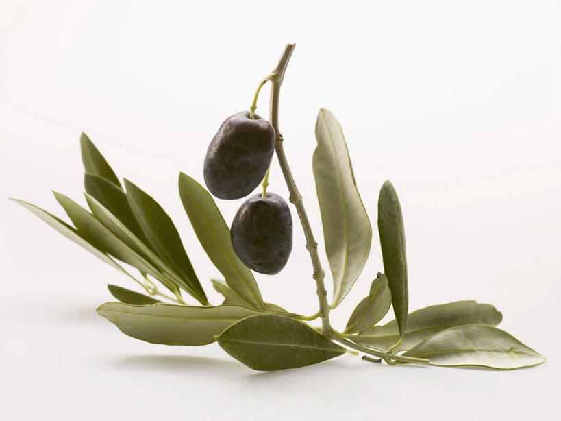 无人,横图,俯视,室内,特写,白天,白色背景,植物,餐桌,桌子,橄榄,水果,叶子,阴影,新鲜,反射,影子,生食,食品,果实,绿叶,枝条,两颗,树,树木,树枝,食物,黑色,嫩叶,摄影,有机食品,绿色食品,影棚,餐台,黑橄榄,乌橄榄,乌榄,油橄榄,虬枝,枝杈,叶,叶片,青果,白榄,彩图,高角度拍摄,影棚拍摄,拍摄