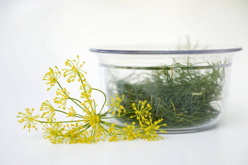 无人,横图,俯视,室内,特写,白天,白色背景,餐桌,桌子,玻璃,阴影,盛开,反射,影子,花蕾,玻璃制品,花,花瓣,花朵,鲜花,一个,黄色,容器,碗,花苞,花蕊,摄影,影棚,单个,餐台,储藏,储存,莳萝,洋茴香,土茴香,彩图,高角度拍摄,影棚拍摄,拍摄,贮存