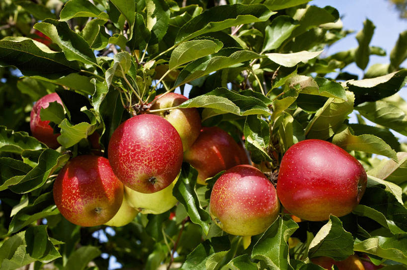 无人,果园,横图,室外,特写,白天,仰视,美景,田园,植物,苹果,水果,叶子,吊挂,悬挂,阴影,新鲜,光线,影子,景观,生食,食品,果实,果树,绿叶,挂,树,树木,食物,红色,蓝色,绿色,蓝天,天空,阳光,自然,天,嫩叶,景色,有机食品,绿色食品,生长,晴朗,成长,自然风光,万里无云,田庄,园子,叶,叶片,晴空,晴空万里,彩图,低角度拍摄