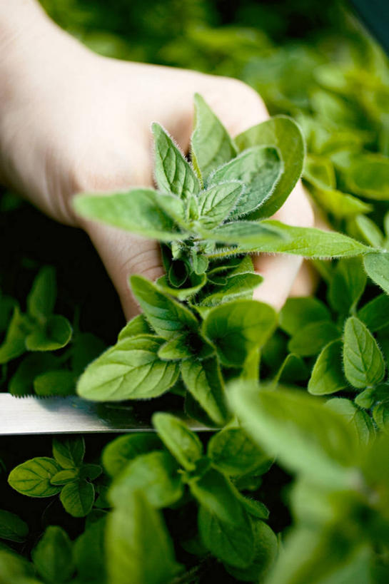 西方人,手,一个人,竖图,俯视,室外,特写,白天,植物,叶子,欧洲,欧洲人,仅一个女性,仅一个人,一把,握,修剪,朦胧,模糊,工具,剪刀,纹理,绿叶,拿,拿着,绿色,仅一个中年女性,手部,嫩叶,握着,单手,裁剪,剪子,剪裁,切割,墨角兰,肌理,马郁兰草,女人,女性,中年女性,白种人,叶,叶片,叶脉,半身,彩图,高角度拍摄