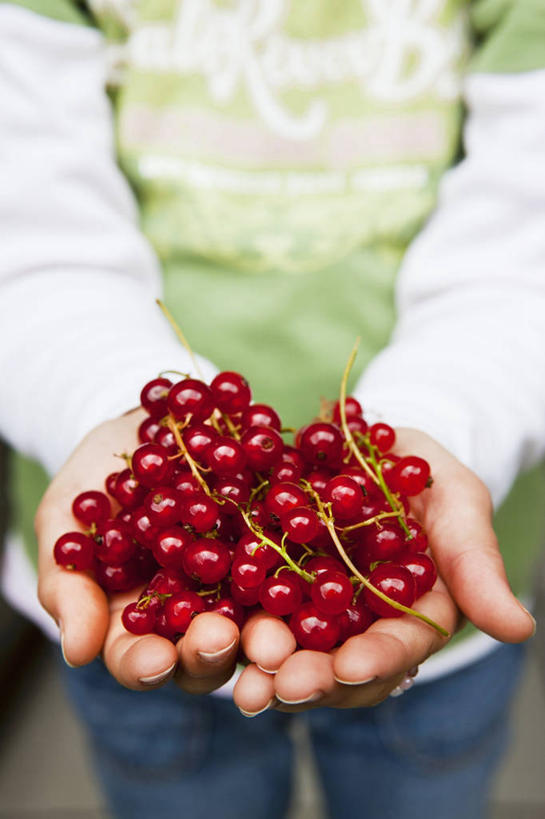 西方人,手,一个人,站,捧,竖图,俯视,室内,特写,白天,浆果,水果,欧洲,欧洲人,双手,仅一个年轻女性,仅一个女性,仅一个人,一堆,许多,堆叠,堆积,服装,朦胧,模糊,新鲜,灯笼果,生食,食品,果实,很多,休闲装,食物,衣服,红色,站着,休闲,手部,休闲服,服饰,有机食品,绿色食品,堆,红醋栗,年轻女性,女人,女性,白种人,醋栗,端,端着,捧着,手捧,站立,半身,彩图,高角度拍摄