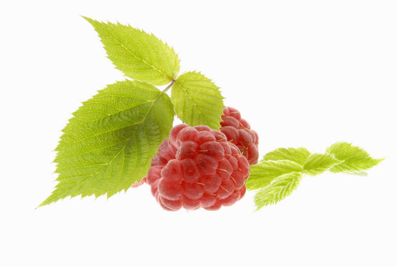 无人,横图,俯视,室内,特写,白天,白色背景,植物,餐桌,桌子,水果,叶子,阴影,新鲜,反射,纹理,影子,生食,食品,果实,绿叶,两颗,食物,红色,绿色,嫩叶,摄影,有机食品,绿色食品,影棚,餐台,山莓,树莓,三月泡,四月泡,山抛子,刺葫芦,悬钩子,馒头菠,高脚菠,龙船泡,泡儿刺,肌理,叶,叶片,叶脉,彩图,高角度拍摄,影棚拍摄,拍摄