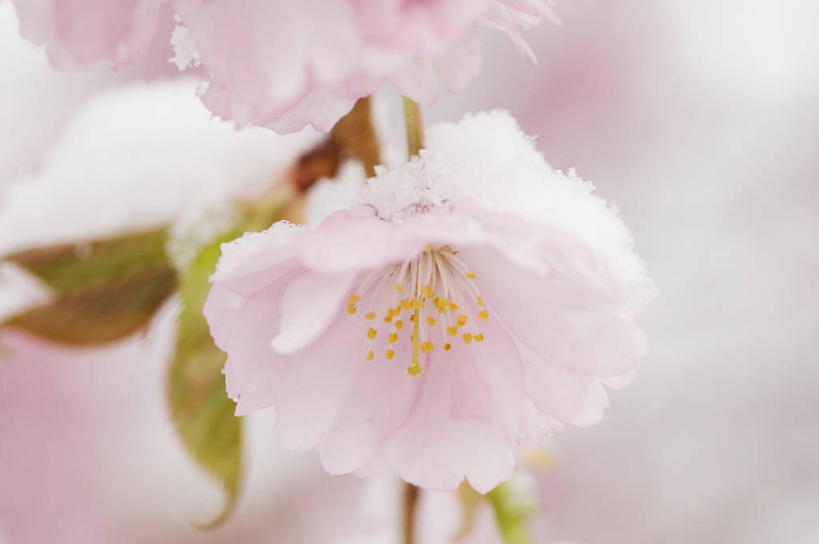 无人,横图,室外,特写,白天,正面,幸福,纯洁,美景,植物,樱花,阴影,朦胧,模糊,盛开,光线,影子,景观,枝条,花蕾,花,花瓣,花朵,鲜花,树,树木,树枝,粉色,阳光,自然,花苞,花蕊,景色,等待,生命,自然风光,仙樱花,福岛樱,青肤樱,高尚,热烈,虬枝,枝杈,荆桃,彩图