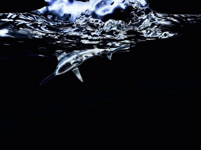 游泳,海鲜,无人,横图,室内,特写,白天,侧面,水,一条,波纹,黑色背景,透明,鱼,液体,气泡,水滴,涟漪,漩涡,水泡,水产,鱼类,海洋生物,水珠,水纹,泡泡,摄影,影棚,圆弧,水生动物,海产品,水生物,剑鱼,海底动物,泅水,拍浮,彩图,全身,影棚拍摄,拍摄,剑旗鱼,箭鱼,青箭鱼