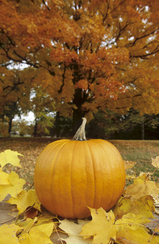 无人,竖图,室外,白天,正面,美景,植物,南瓜,蔬菜,叶子,新鲜,景观,金瓜,食品,枯叶,落叶,番瓜,树,树木,食物,一个,绿色,自然,橙色,景色,有机食品,绿色食品,生长,单个,成长,麦瓜,倭瓜,自然风光,叶,叶片,彩图