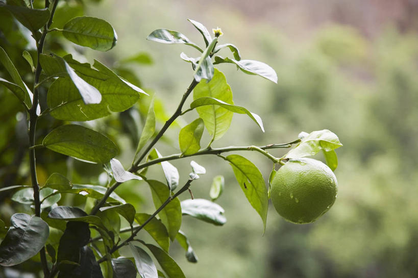 无人,果园,横图,室外,特写,白天,正面,田园,植物,水果,叶子,吊挂,悬挂,阴影,朦胧,模糊,新鲜,光线,影子,生食,食品,果实,果树,绿叶,枝条,挂,葡萄柚,树,树木,树枝,食物,绿色,阳光,自然,西柚,嫩叶,有机食品,绿色食品,生长,成长,田庄,朱栾,虬枝,枝杈,园子,叶,叶片,彩图