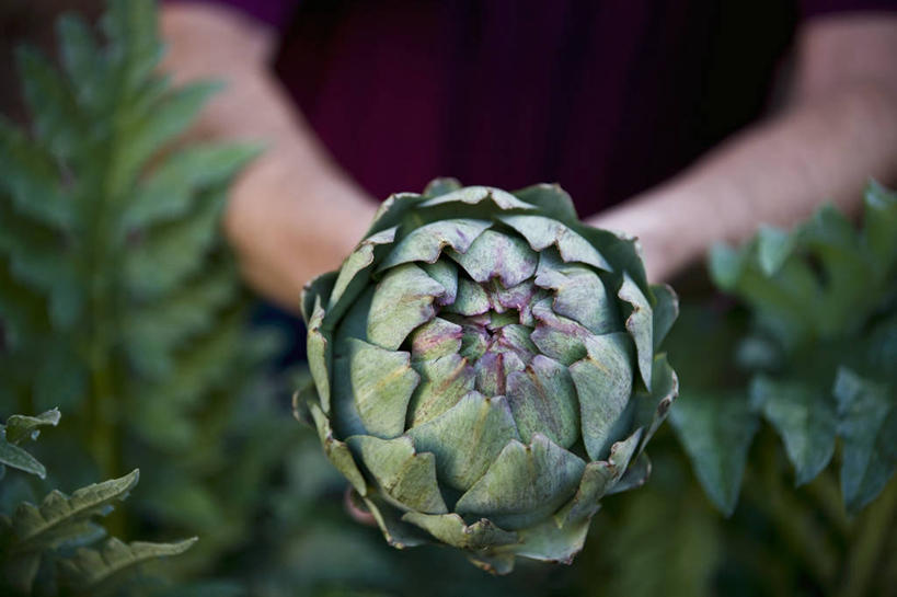 西方人,手,一个人,横图,俯视,室外,特写,白天,植物,蔬菜,叶子,欧洲,欧洲人,仅一个男性,仅一个人,仅一个中年男性,握,服装,朦胧,模糊,新鲜,纹理,朝鲜蓟,食品,绿叶,拿,拿着,食物,一个,衣服,绿色,手部,嫩叶,洋蓟,握着,服饰,有机食品,绿色食品,单个,衣着,穿着,肌理,衣饰,男人,男性,中年男性,白种人,叶,叶片,叶脉,半身,彩图,高角度拍摄,菜蓟,法国百合,球洋蓟,蔬菜之皇,洋百合