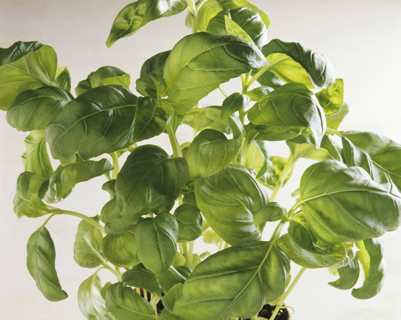 无人,横图,俯视,室内,特写,白天,白色背景,植物,餐桌,桌子,叶子,阴影,反射,纹理,影子,香料,绿叶,草药,中药,绿色,香草,嫩叶,摄影,影棚,餐台,罗勒,紫苏,药材,中草药,九层塔,圣约瑟夫草,甜罗勒,兰香,中药材,本草,肌理,叶,叶片,叶脉,彩图,高角度拍摄,影棚拍摄,拍摄