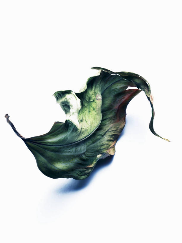 无人,竖图,俯视,室内,特写,白天,白色背景,餐桌,桌子,叶子,一片,阴影,反射,影子,枯叶,落叶,摄影,影棚,餐台,叶,叶片,彩图,高角度拍摄,影棚拍摄,拍摄