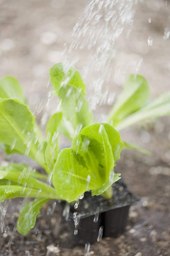 无人,竖图,俯视,室外,特写,白天,水,蔬菜,叶子,飞溅,朦胧,模糊,新鲜,溅,液体,泥土,水滴,土壤,生菜,莴苣,食品,绿叶,水珠,食物,嫩叶,有机食品,绿色食品,喷洒,春菜,鹅仔菜,莴仔菜,千金菜,叶用莴苣,叶,叶片,彩图,高角度拍摄