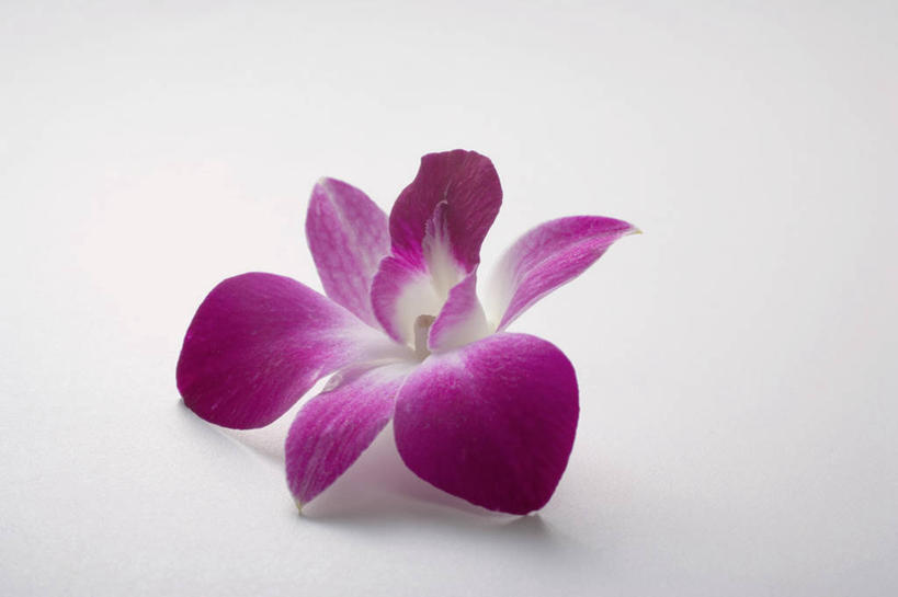 无人,横图,俯视,室内,特写,白天,白色背景,神秘,餐桌,桌子,阴影,盛开,反射,影子,花蕾,花,花瓣,花朵,鲜花,一朵,紫色,花苞,花蕊,摄影,影棚,餐台,高雅,优美,庄重,高贵,消极,淡泊,花中君子,冷色,孤寂,兰花,彩图,高角度拍摄,影棚拍摄,拍摄,奢华
