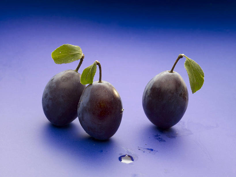 无人,横图,俯视,室内,特写,白天,植物,餐桌,桌子,李子,水果,叶子,阴影,蓝色背景,新鲜,反射,纹理,影子,生食,食品,果实,绿叶,三颗,食物,绿色,紫色,嫩叶,摄影,有机食品,绿色食品,影棚,餐台,肌理,红李,鸡血李,杏李,叶,叶片,叶脉,彩图,高角度拍摄,影棚拍摄,拍摄