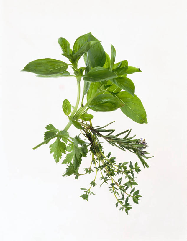 无人,竖图,俯视,室内,特写,白天,白色背景,植物,芹菜,蔬菜,叶子,阴影,反射,影子,调味,香料,佐料,绿叶,草药,中药,香草,嫩叶,摄影,荷兰芹,欧芹,香芹,影棚,罗勒,迷迭香,配料,紫苏,药材,中草药,九层塔,圣约瑟夫草,甜罗勒,兰香,中药材,本草,法香,巴西利,洋香菜,洋芫荽,法国香菜,海洋之露,作料,旱芹菜,番荽,叶,叶片,彩图,高角度拍摄,影棚拍摄,拍摄