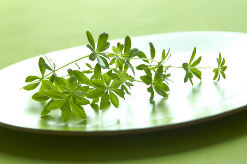 无人,横图,俯视,室内,特写,白天,植物,餐桌,桌子,餐具,叶子,绿色背景,阴影,反射,碟子,盘,影子,绿叶,草药,药草,中药,一个,白色,盘子,碟,嫩叶,摄影,影棚,单个,餐台,药材,中草药,中药材,本草,活血丹,茜草,血见愁,地苏木,血茜草,叶,叶片,彩图,高角度拍摄,影棚拍摄,拍摄