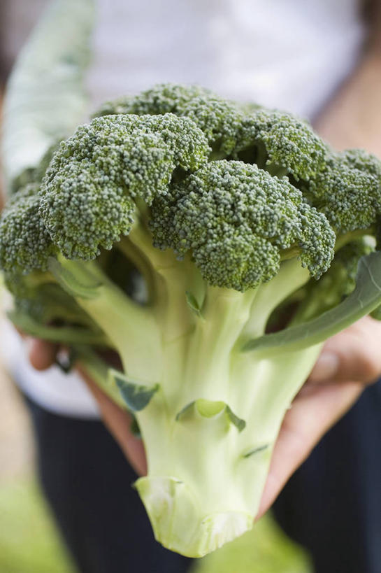 西方人,手,一个人,竖图,俯视,室外,特写,白天,蔬菜,欧洲,欧洲人,双手,仅一个男性,仅一个人,握,阴影,服装,朦胧,模糊,新鲜,光线,影子,花菜,花椰菜,西兰花,食品,休闲装,食物,仅一个年轻男性,一个,衣服,阳光,休闲,手部,休闲服,握着,服饰,有机食品,绿色食品,单个,椰菜花,甘蓝花,男人,男性,年轻男性,白种人,半身,彩图,高角度拍摄