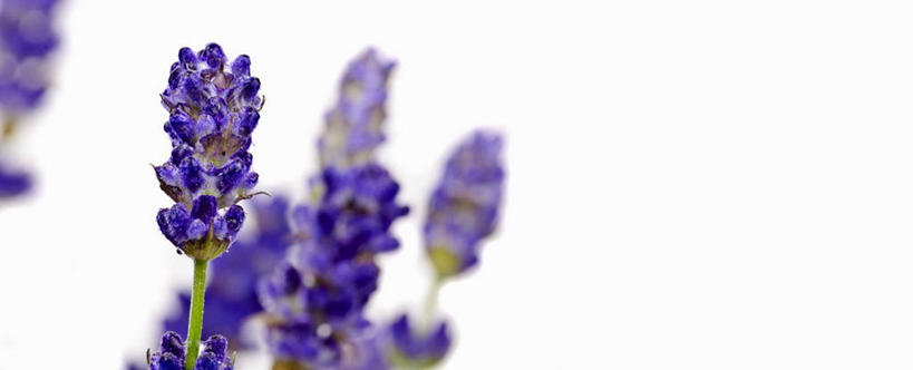 无人,横图,室内,特写,白天,白色背景,正面,爱情,阴影,朦胧,模糊,盛开,反射,影子,浪漫,花蕾,花,花瓣,花朵,鲜花,紫色,香草,花苞,花蕊,薰衣草,摄影,影棚,呼吸,灵香草,黄香草,奇迹,彩图,影棚拍摄,拍摄