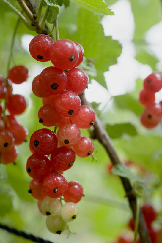 无人,竖图,室外,特写,白天,仰视,美景,植物,浆果,水果,阴影,朦胧,模糊,新鲜,光线,影子,景观,灯笼果,生食,食品,果实,枝条,树,树木,树枝,食物,红色,阳光,自然,景色,有机食品,绿色食品,自然风光,红醋栗,虬枝,枝杈,醋栗,彩图,低角度拍摄